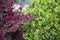 the background of a green boxwood bush with round leaves and a Chinese fringed flower with leaves of Loropetalum chine