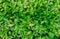 Background green bright bush with many buds natural