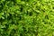 Background of green bush