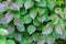 Background of green bush leaves in autumn in shadow.