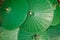 Background of green chinese umbrella.