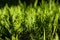 Background of green cypress foliage. Sprigs of cypress close-up. Green branches of cypress and black background