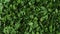 Background of green dry parsley. Vegetarian bio organic salad herb healthy eating. Home garden immunity-boosting herbs