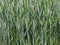 Background of green ears of wheat