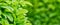 Background green ecology leaf greenery, clean plant