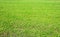 Background, green field of grass mowed in summer