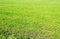 Background, green field of grass mowed in summer