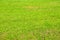 Background, green field of grass mowed in summer