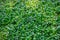 Background of green grass Axonopus Compressus