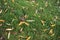 Background of green grass and fallen yellow willow leaves