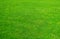 Background of green grass field. Green grass pattern and texture. Green lawn for background
