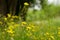 Background of the green grass with flowers in summer meadow field close up. Natural backgrounds and textures.