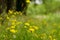 Background of the green grass with flowers in summer meadow field close up. Natural backgrounds and textures.