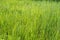 Background green grass image field