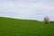 Background of green grass and sky