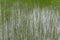Background of green grass with thin leaves