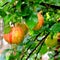 Background and green landscape. apples in an apple tree in orchard, in early summer