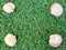 Background of green lawn with shells in the corners.