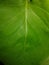 Background green leaf