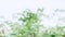 Background of green leaf blurred bokeh zoom in shot
