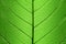 Background of Green Leaf cell structure - natural texture