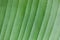 Background from the green leaf of a tropical plant skeletal structure.