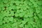 Background of green leaves of European linden. Summer texture