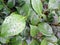 Background of green leaves of fresh camellia in the morning after the rain