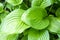 Background from green leaves hosta close-up. Bright green leaves of a tropical plant.