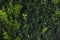 background of green leaves. natural background - close-up of a bush with small round leaves. Leaf background in the garden