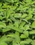 Background of green leaves of sage aromatic plant typical of ita