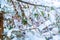 Background of green leaves showing in snowfall after a snowstorm in Vancouver Delta BC, at Burns Bog. Snowy forest scenes