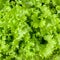 Background of green lettuce