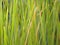 Background green line grass beautiful nature