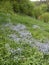 Background from a green meadow with beautiful violet flowers, trees grow, unspoiled nature