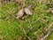 Background of green moss, pine cones and needles