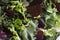 Background of green, multicolored and healthy leaves, different types of salads.