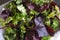 Background of green, multicolored and healthy leaves, different types of salads.