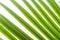 Background of green palm branch foliage stripes