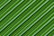 Background green palm texture diagonal lines endless vegetable pattern image