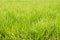 Background of green Pasture Ryegrass field