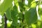 Background green pear leaves in the morning sunlight