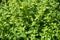 Background of green peppermint plants