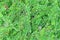 Background of Green Phyllanthus Myrtifolius or Mousetail Plants