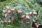 Background of green pine branches large texture