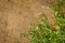 Background of green plants and floor sand