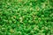 Background of Green Popcorn