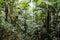 Background of green rainforest plants in Brazil