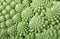 Background from green Romanesco broccoli