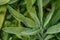 Background of green Sage leaves in the garden, aromatic herbs
